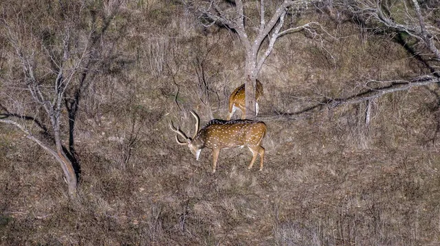 a view of a dry yard with trees