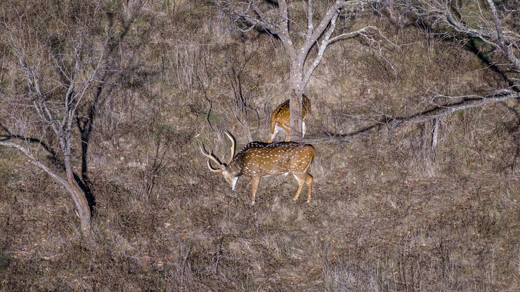485 Fulton Ranch Road Stonewall, TX 78671 - Photo 2 of 22 a view of a dry yard with trees