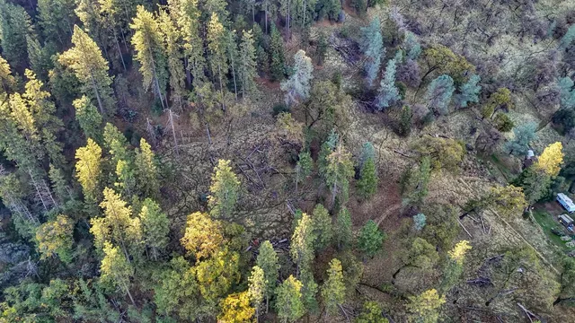 a view of a forest with a tree