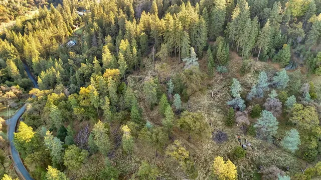 a view of a forest with lush green forest