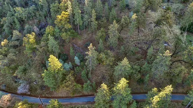 a view of a tree in a yard