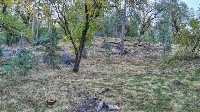 a view of a forest with trees in the background