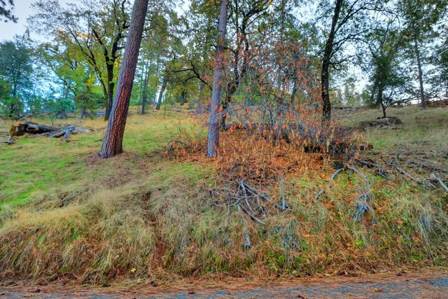 a view of a yard with trees