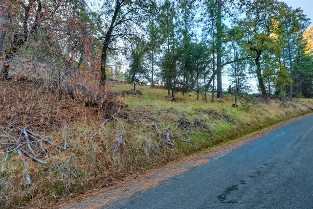 a view of a yard with plants and trees
