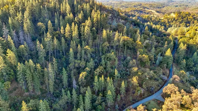 a view of a city and lush green forest