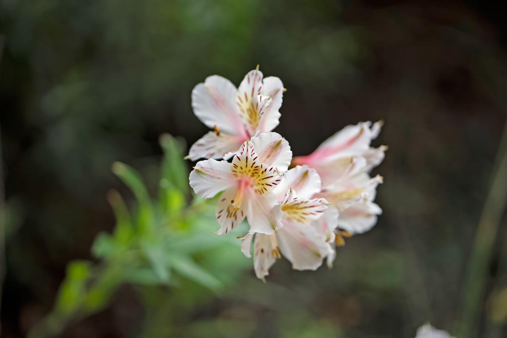 101 Shell Road, Unit 248 Watsonville, CA 95076 - Photo 26 of 28 a bathroom with a sink mirror and vanity