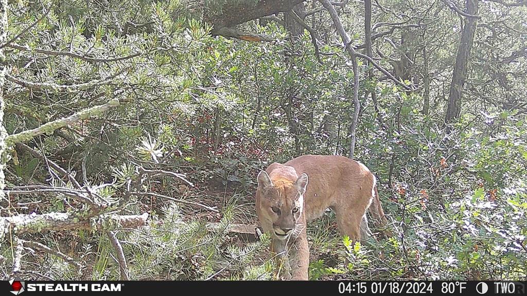 17001 Peacock Road Trinidad, CO 81082 - Photo 55 of 62