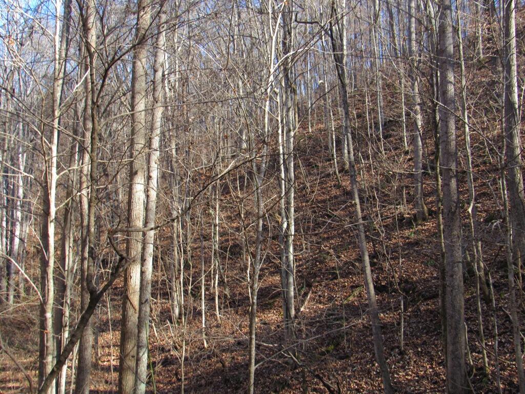 13466 Caney Valley Road Abingdon, VA 24210 - Photo 12 of 13 IMG_1594