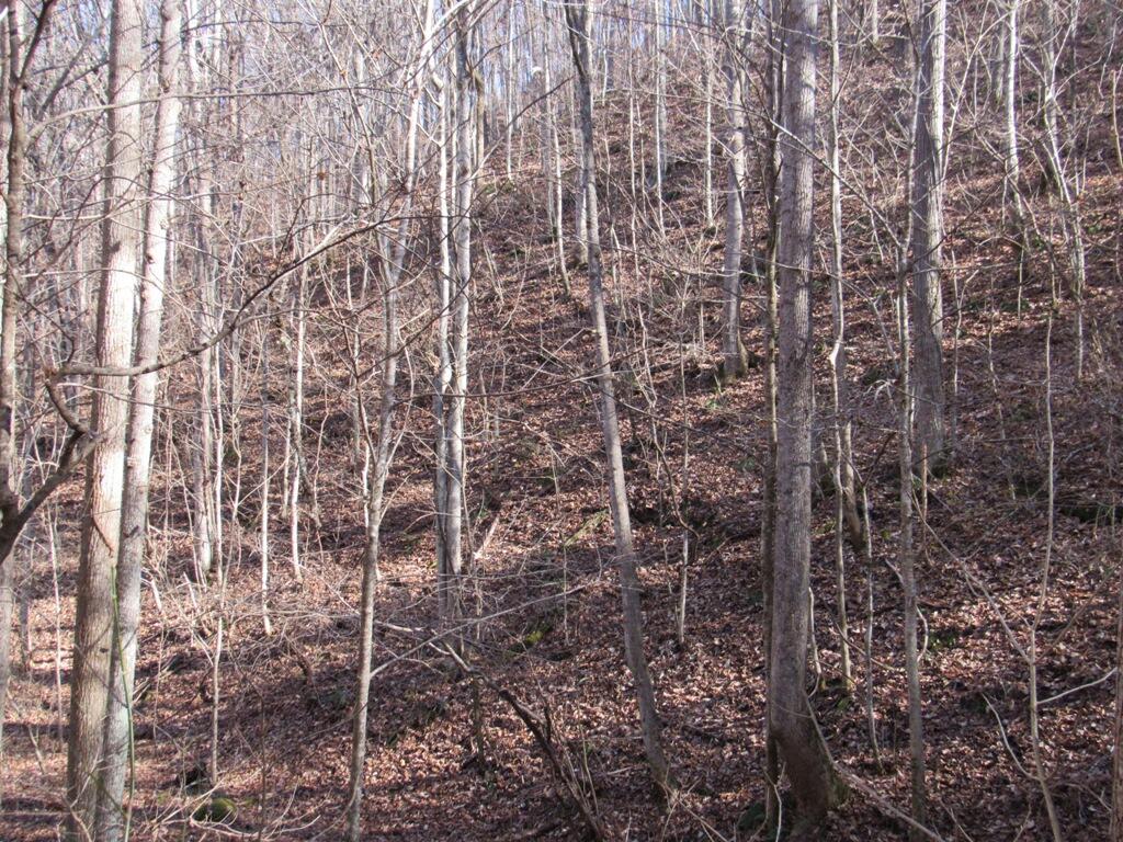13466 Caney Valley Road Abingdon, VA 24210 - Photo 13 of 13 IMG_1595