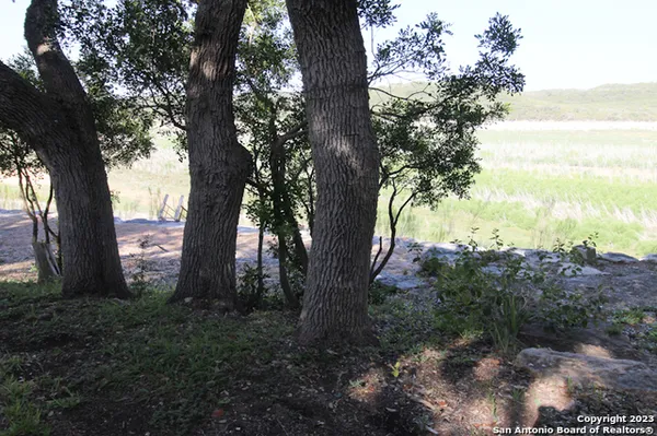a view of a tree in the middle of a forest
