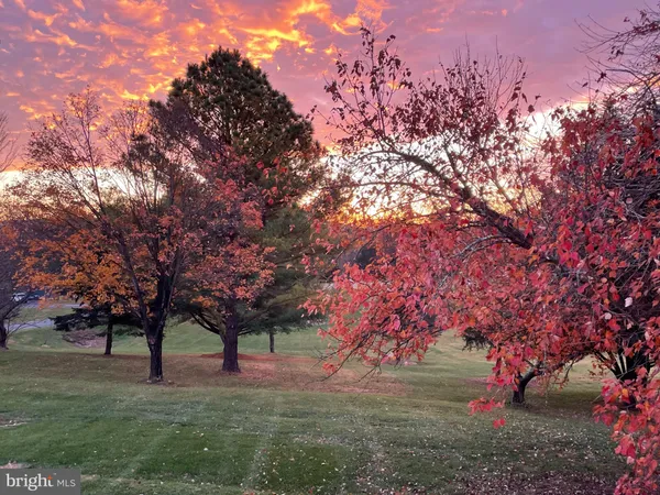 a big yard with large trees