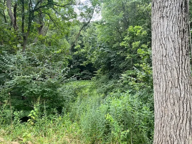 a view of a lush green forest