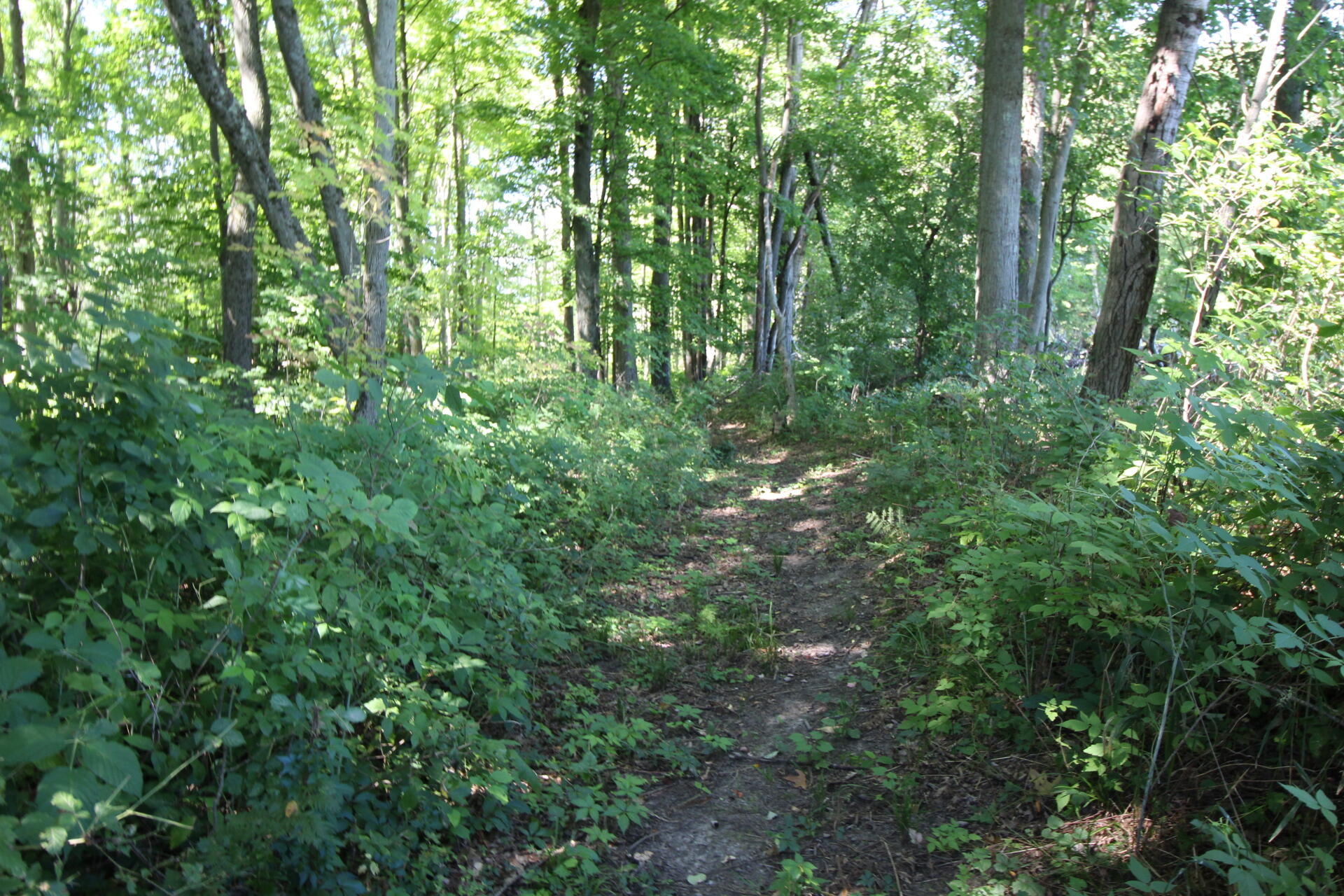 17210 McKinley Road Big Rapids, MI 49307 - Photo 32 of 55 IMG_0889