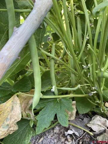 a backyard of a house with a plant