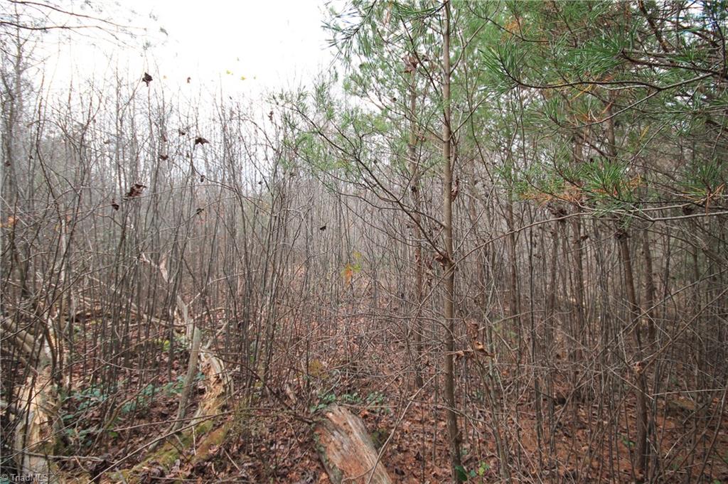 Tbd Jarvis Plantation Road Dobson, NC 27017 - Photo 10 of 18 Gallery Image 10