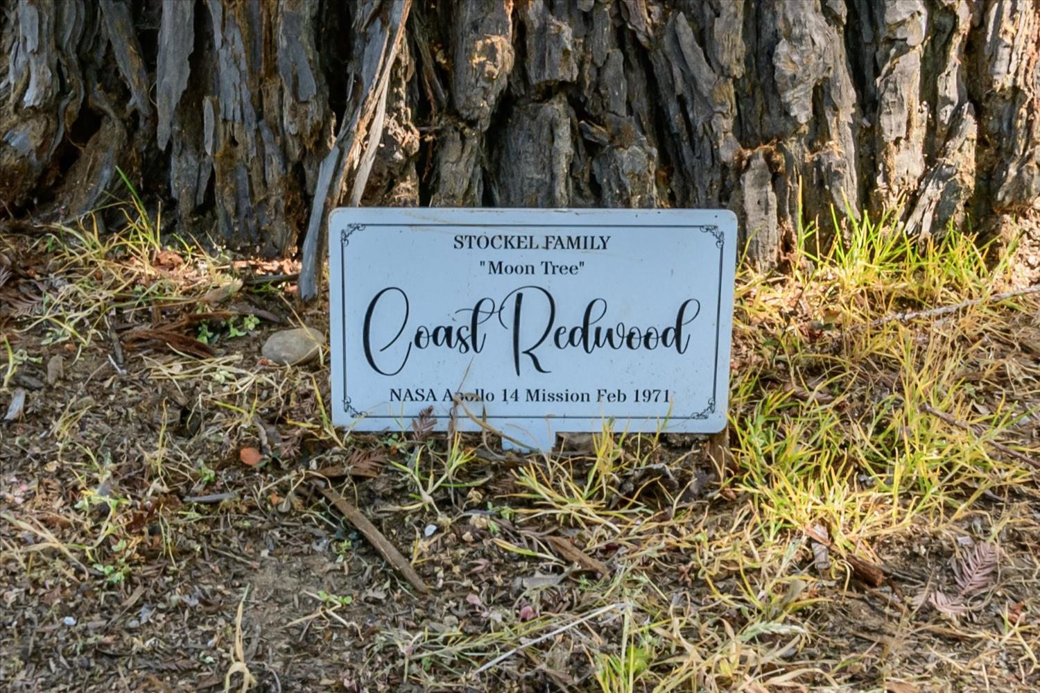 3461 Almosta Road Placerville, CA 95667 - Photo 37 of 49 A real Moon Tree! Scattered around the United States, the trees were grown from seeds that orbited the Moon!