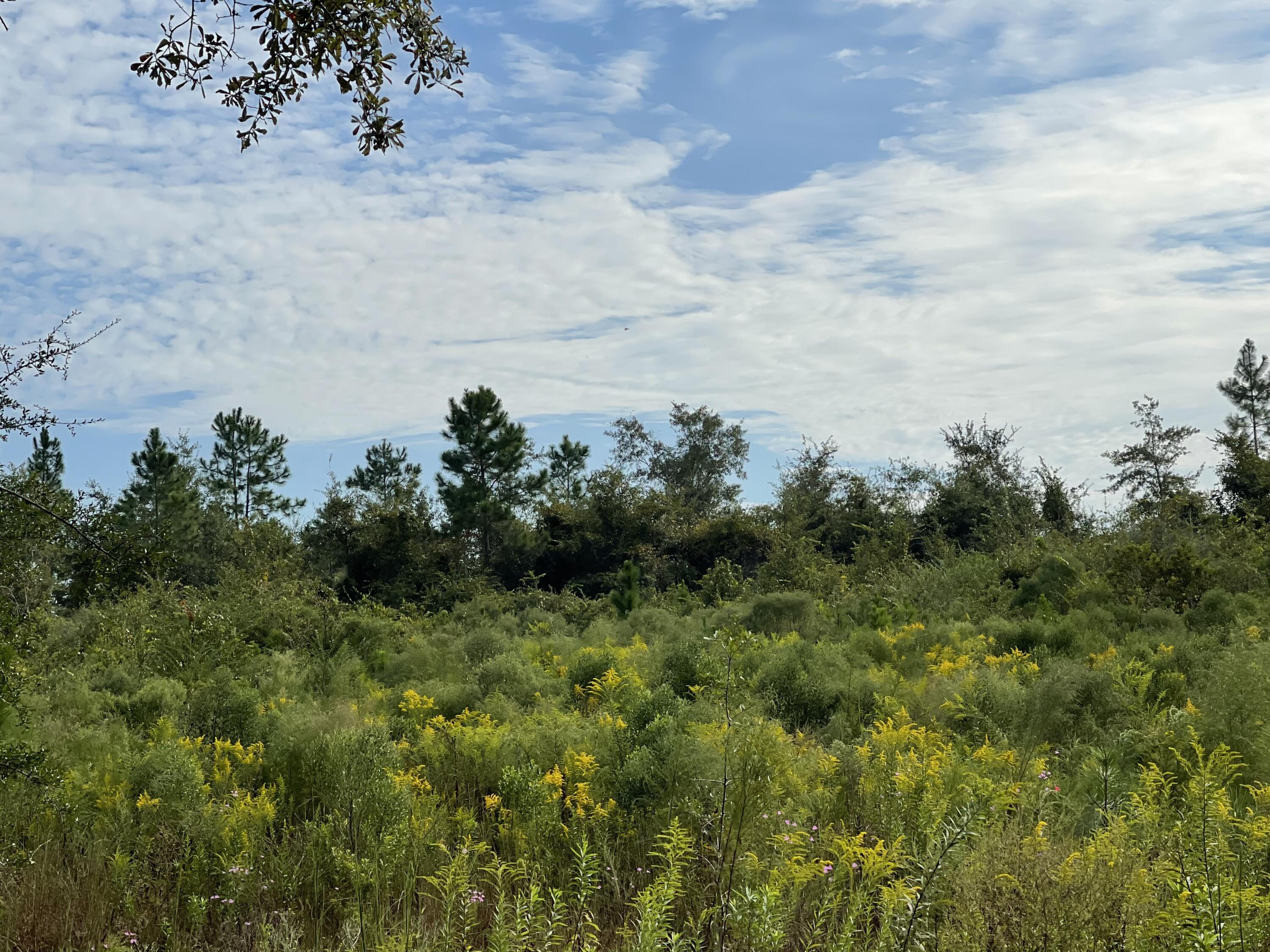 Parcel A Beaver Creek Tower Road Baker, FL 32531 - Photo 2 of 6 IMG_7096
