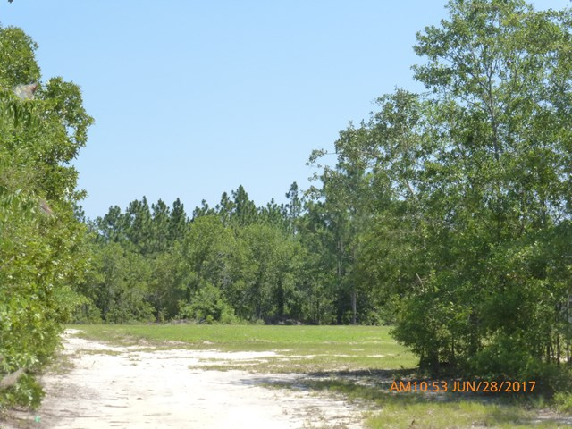 528 Big Branch Road Wagener, SC 29164 - Photo 1 of 12