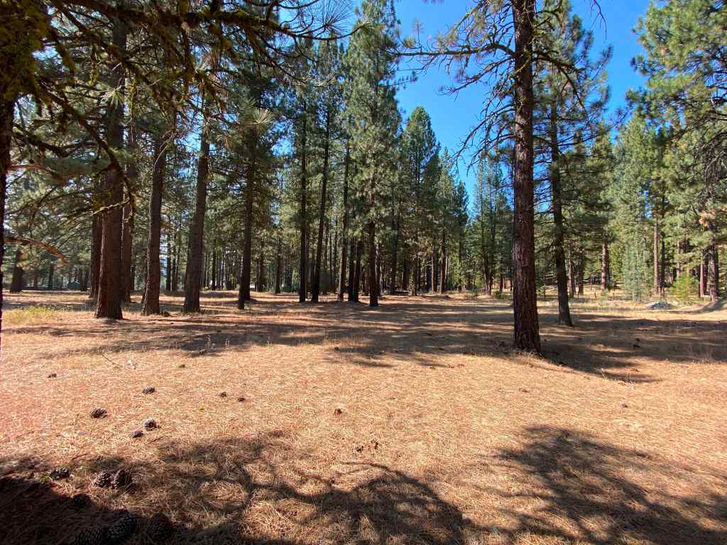 361 Clio State 40A Road Clio, CA 96106 - Photo 13 of 19 Gallery Image 13