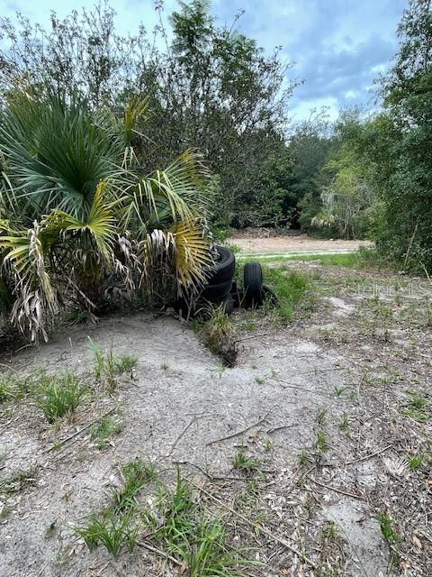 2850 Cleburne Road Orlando, FL 32817 - Photo 4 of 13 a view of a yard with plants and a tree