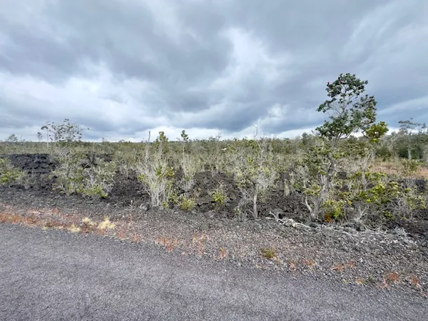 a view of a dry yard with trees in the background
