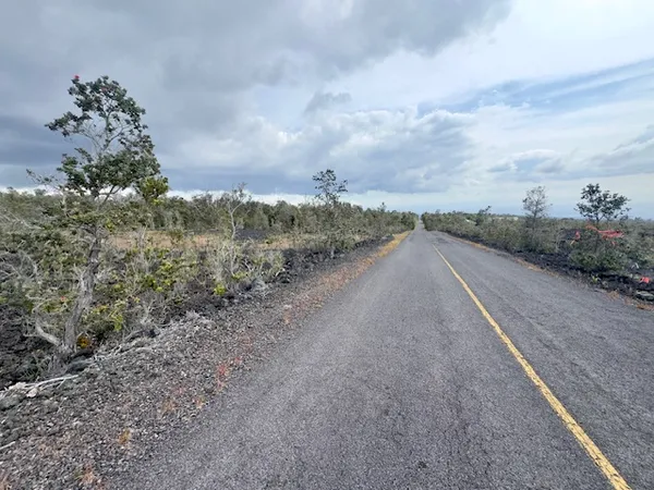a view of a road with plants and trees