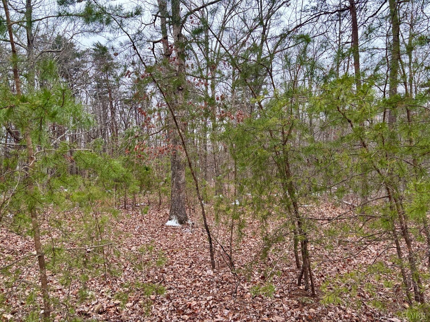0 Mitchell Mill Road Gladys, VA 24554 - Photo 6 of 8