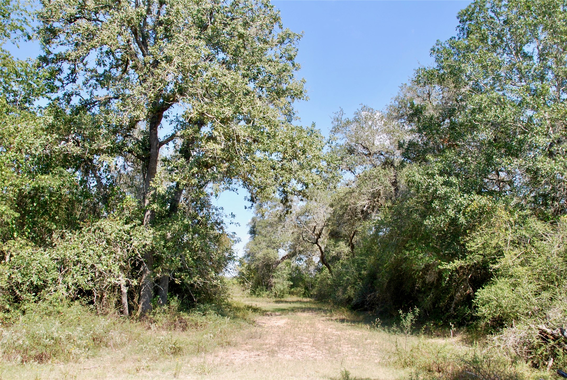 3033 County Road 18 Hallettsville, TX 77964 - Photo 45 of 50