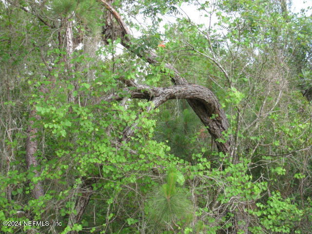 208 Clear Lake Road Crescent City, FL 32112 - Photo 14 of 14 208 LAND PORTION IMG_0026