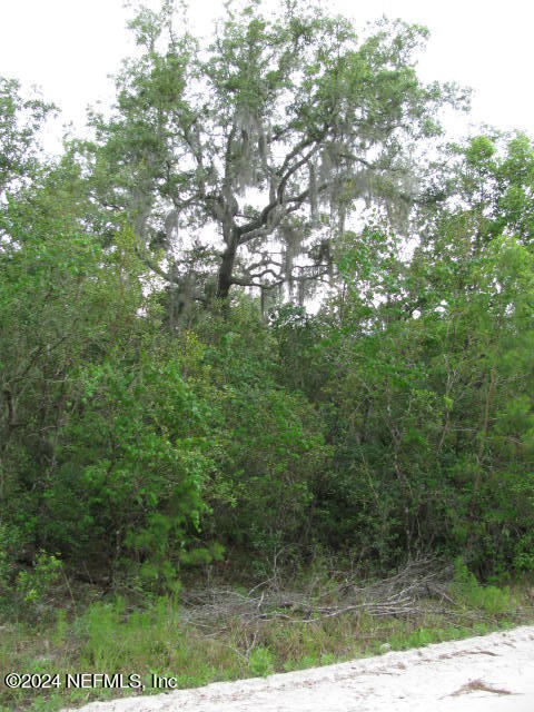 208 Clear Lake Road Crescent City, FL 32112 - Photo 7 of 14 208 LAND VIEW FROM ROAD IMG_0035