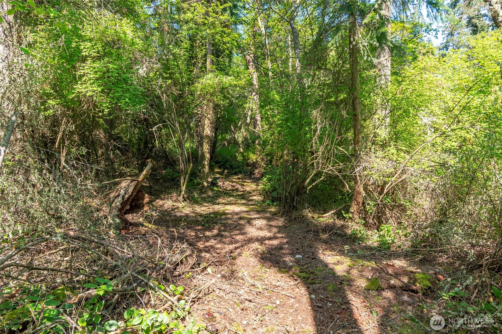 0 South Harrington Road Coupeville, WA 98239 - Photo 6 of 18 a view of a forest with trees in the background