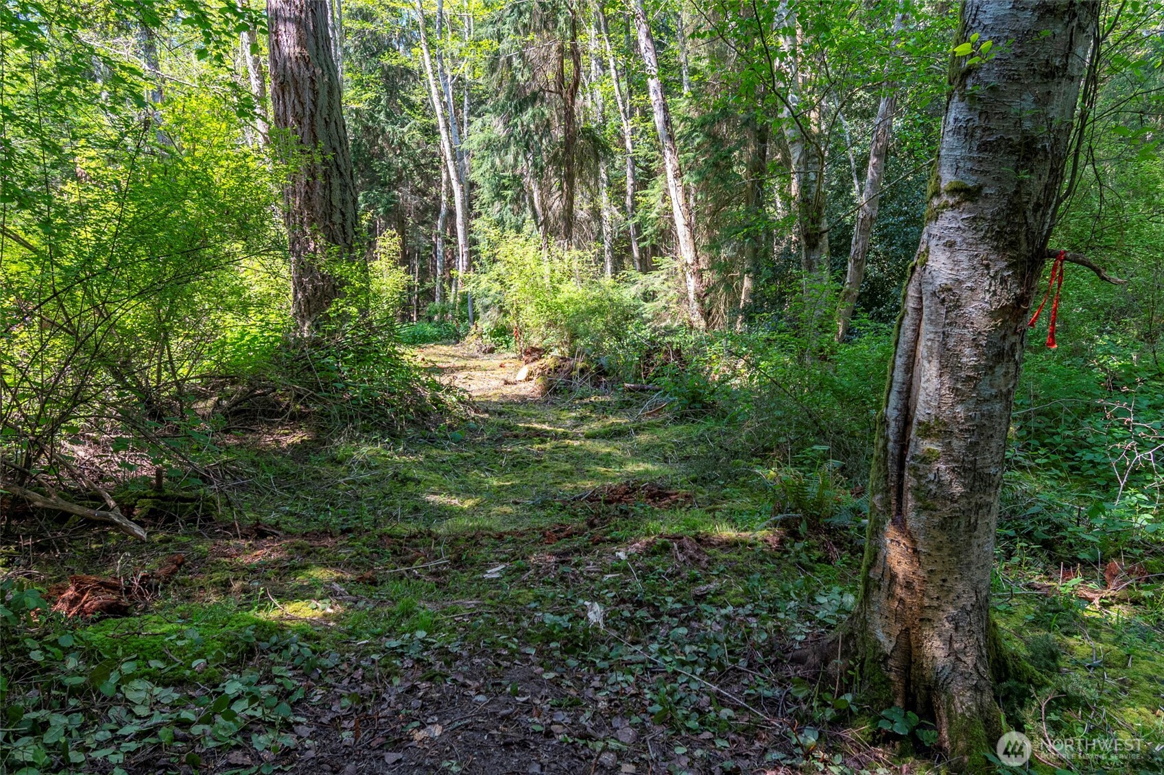 0 South Harrington Road Coupeville, WA 98239 - Photo 7 of 18 a lush green forest with lots of trees