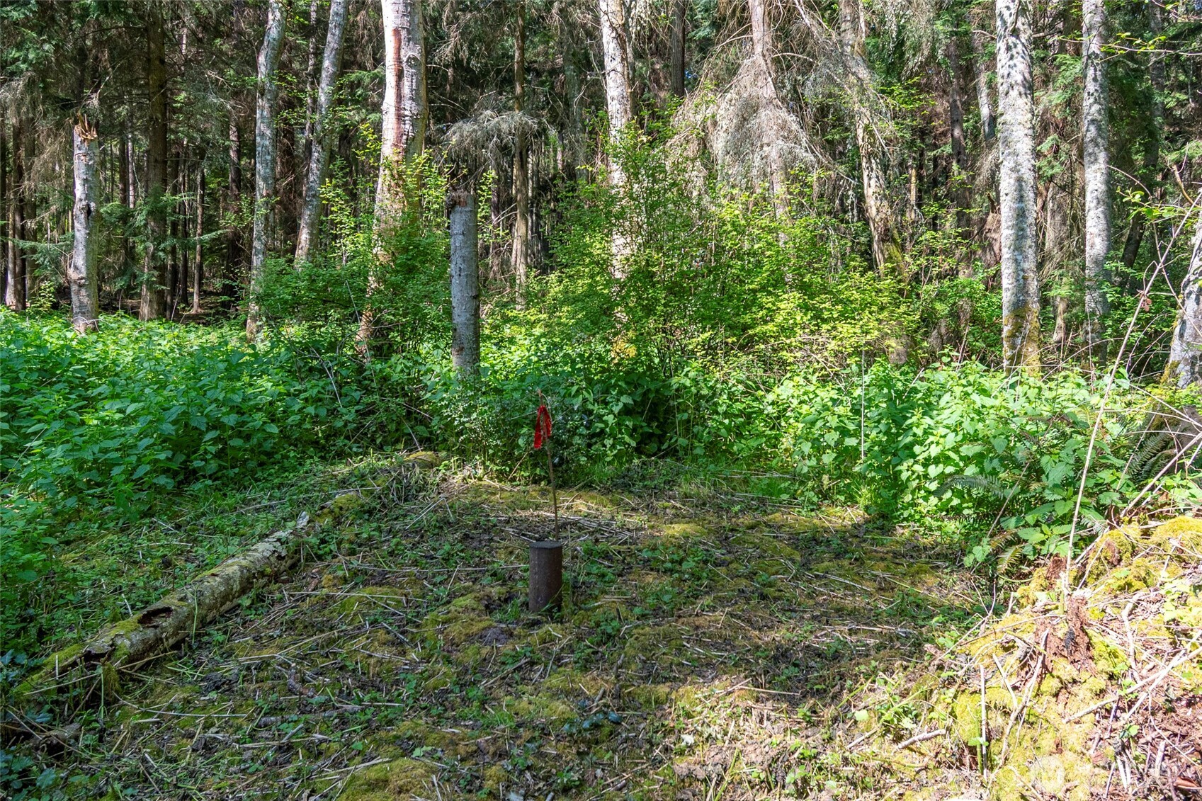0 South Harrington Road Coupeville, WA 98239 - Photo 8 of 18 a view of a yard with plants and trees
