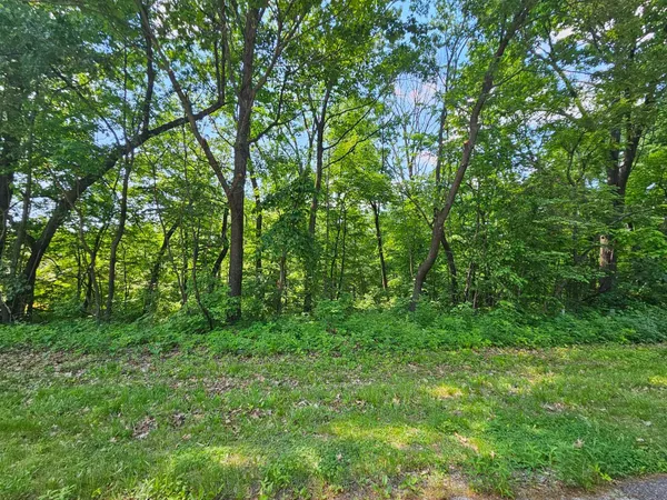 a view of lush green forest