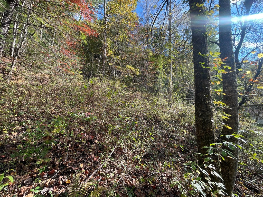 879 Dick Branch Road Robbinsville, NC 28771 - Photo 18 of 26 Gallery Image 18