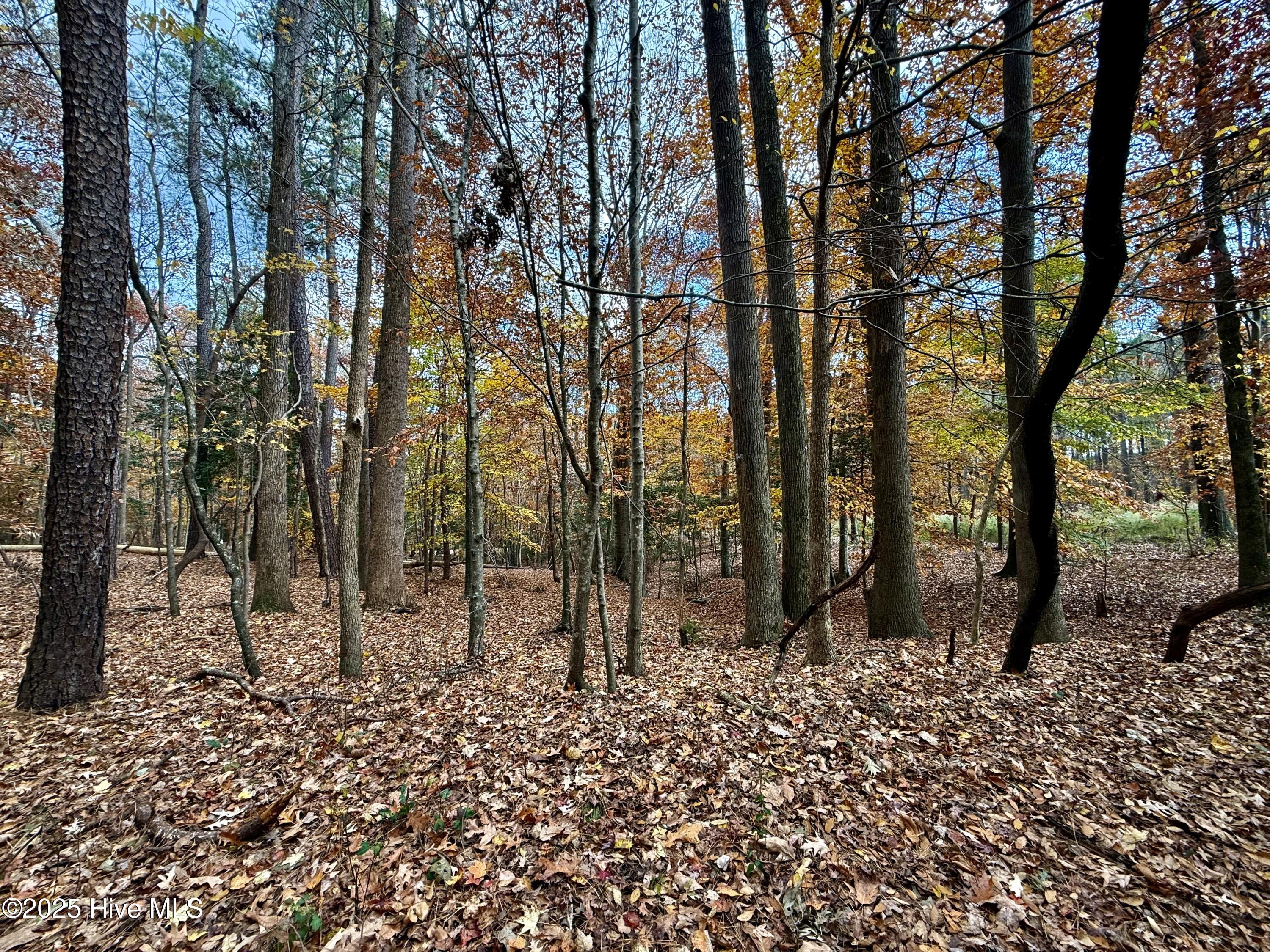 0 Williams Road Williamston, NC 27892 - Photo 12 of 16 Wooded Lot