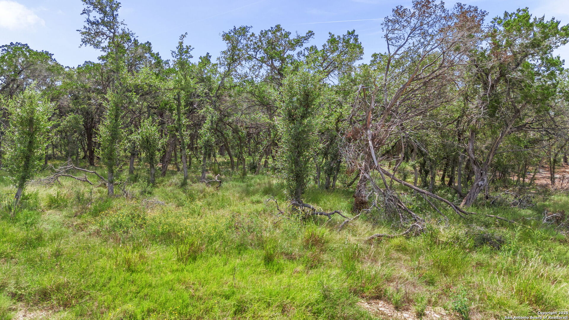 717 Live Oak Rdg Road Bulverde, TX 78163 - Photo 6 of 16