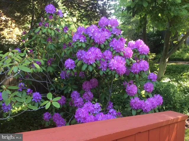 a view of a flower in a lot of flowers