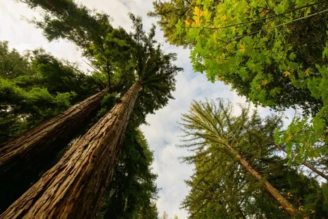 $349,000 | 214 Teilh Drive, Boulder Creek, CA 95006