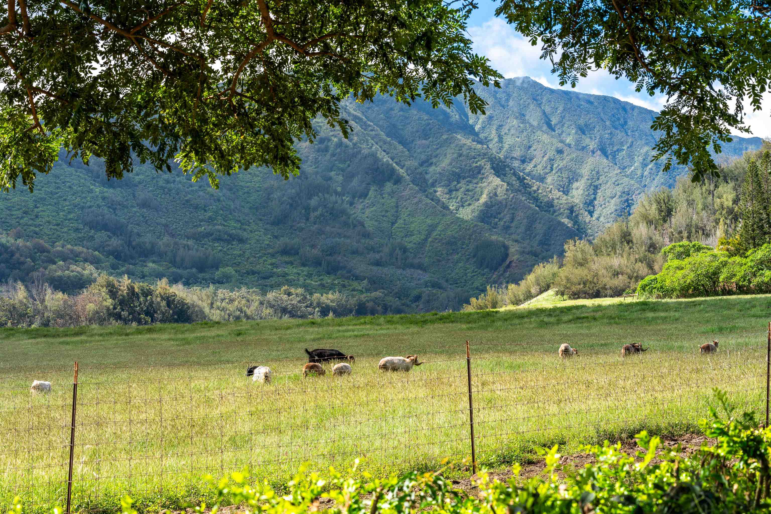 440 West Waiko Road Wailuku, HI 96793 - Photo 31 of 37