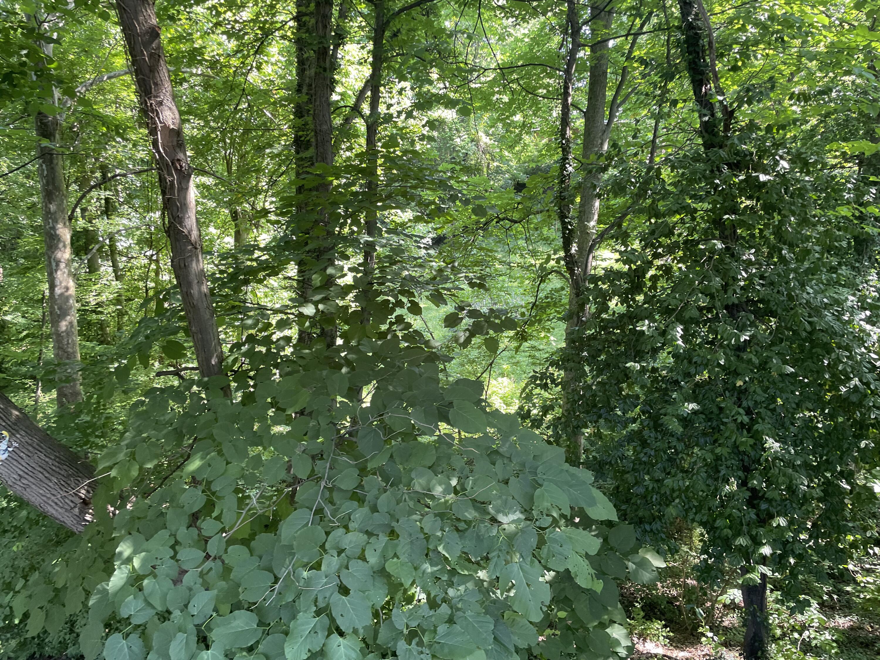 10 Howard Road Fort Wright, KY 41011 - Photo 41 of 43 Gallery Image 41