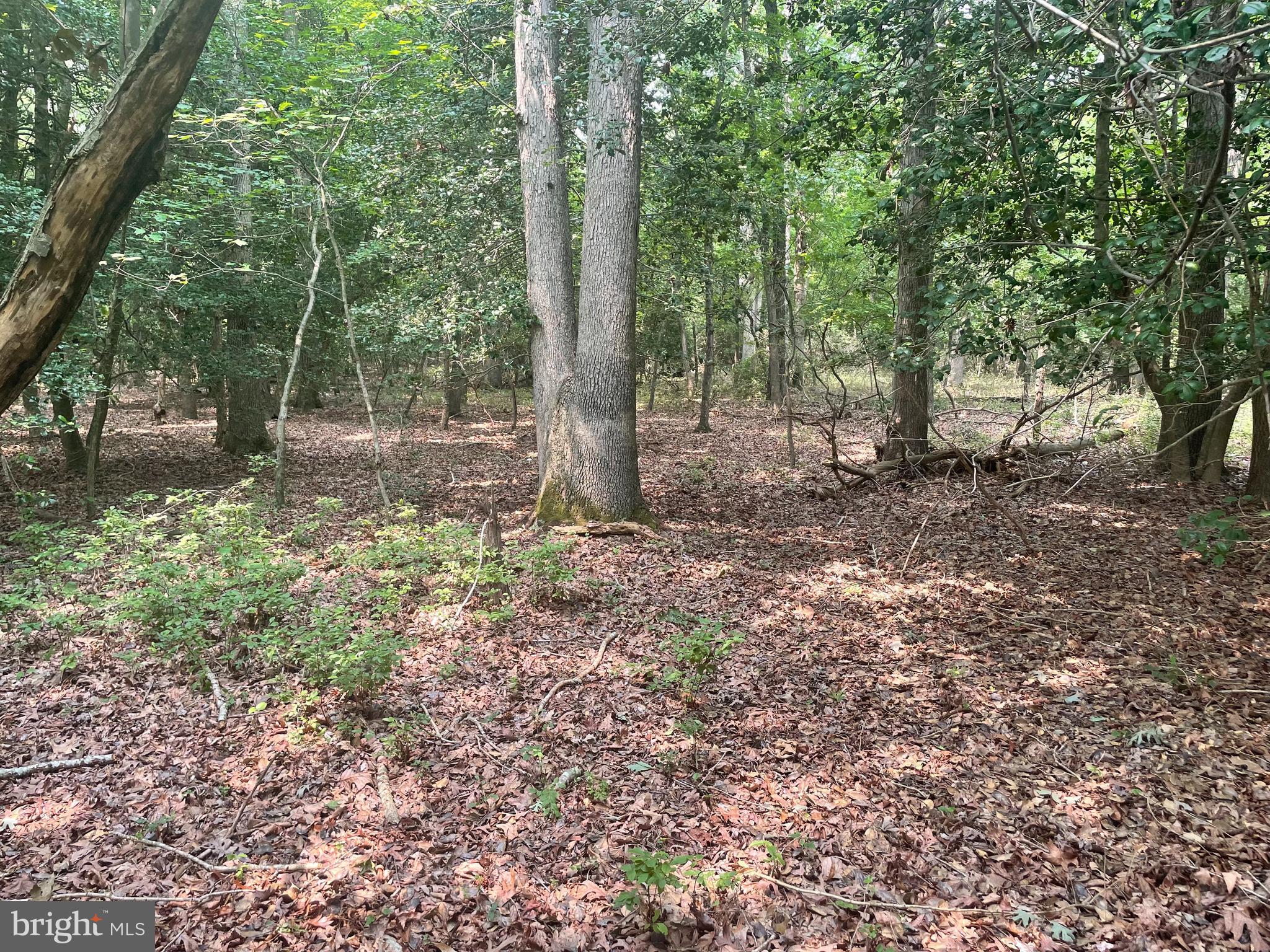 Deer Forest Road Bridgeville, DE 19933 - Photo 2 of 5 Hardwoods at the front of the property