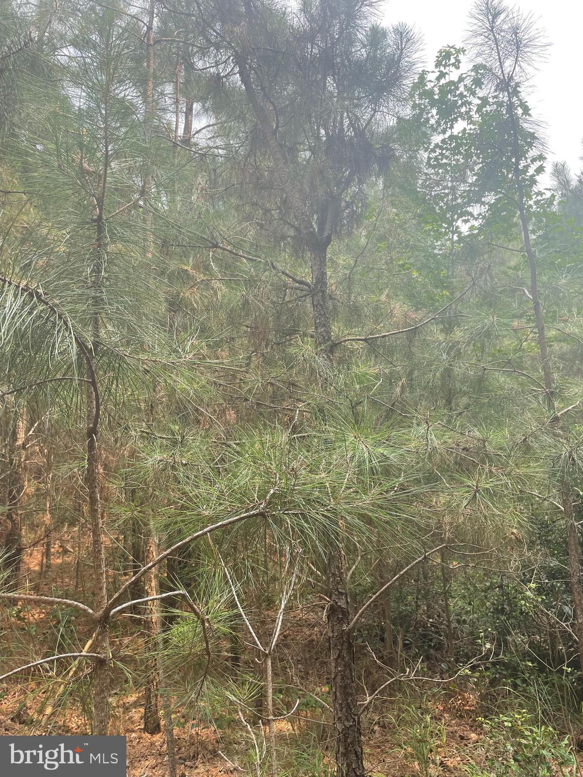 Deer Forest Road Bridgeville, DE 19933 - Photo 4 of 5 Approximately 11 year old pine