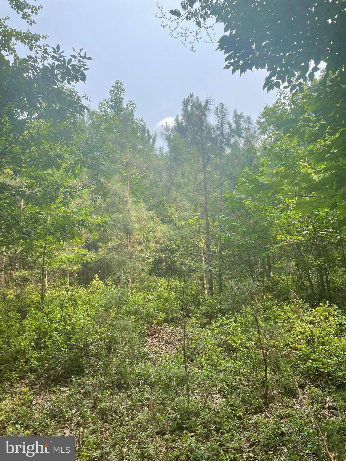 Deer Forest Road Bridgeville, DE 19933 - Photo 5 of 5 Approximately 11 year old pine