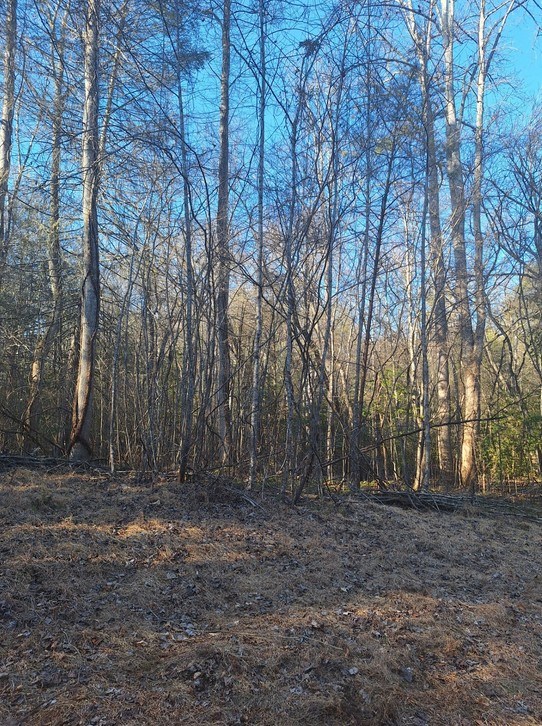 Lots Mill Creek Acres Blue Ridge, GA 30513 - Photo 2 of 6