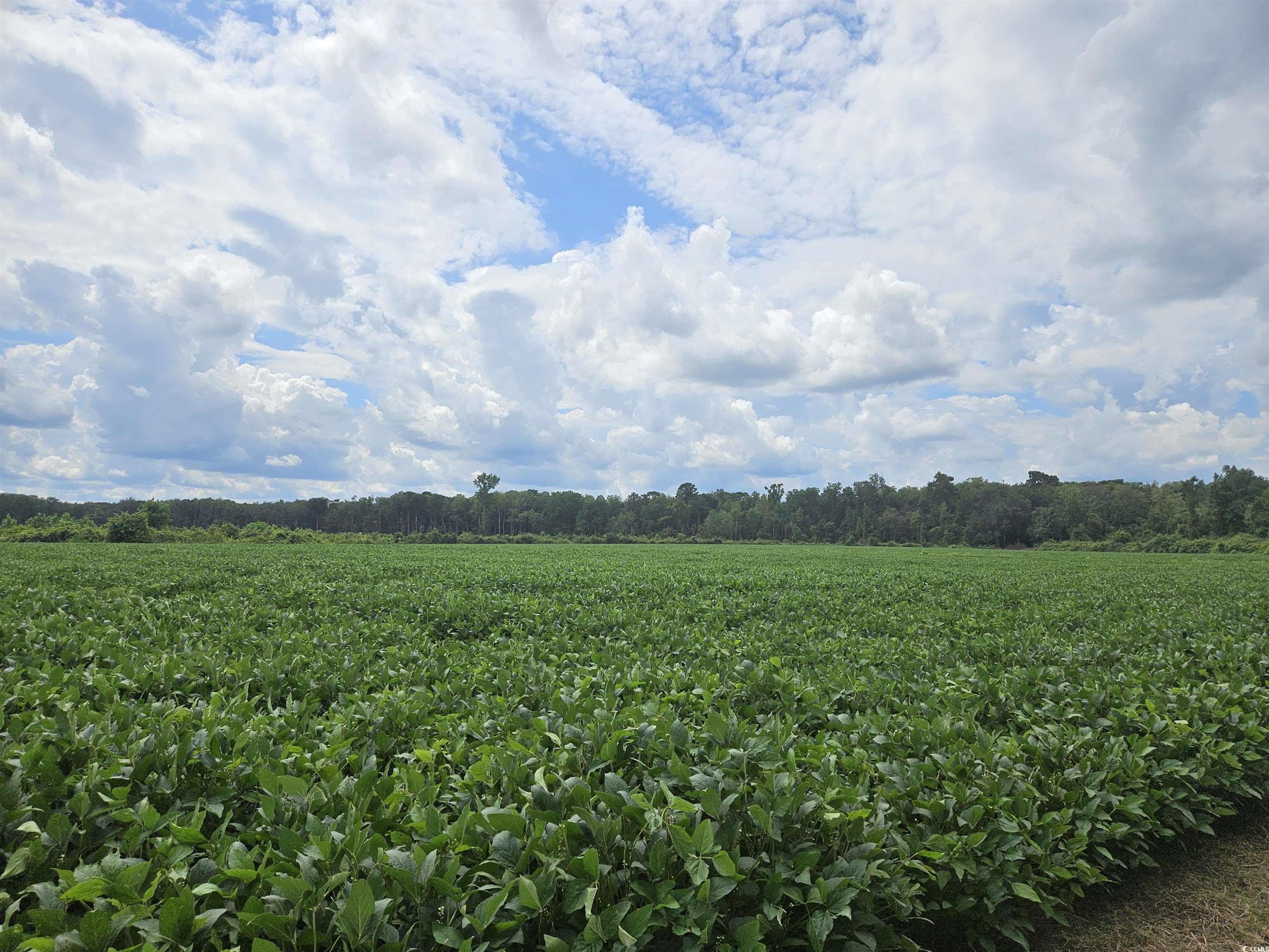 62.88-acres-tbd Farguson Road Nichols, SC 29581 - Photo 1 of 3