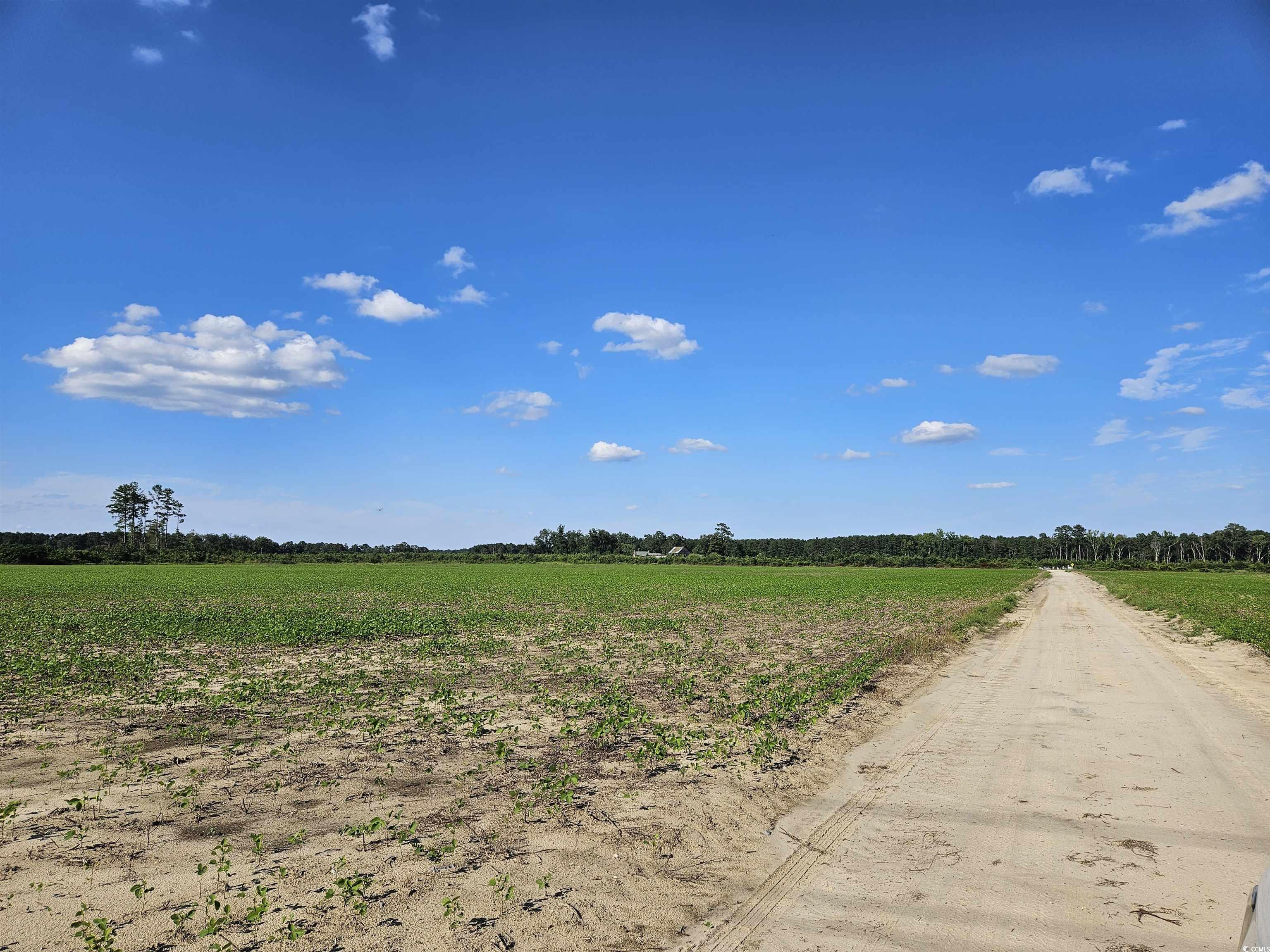 62.88-acres-tbd Farguson Road Nichols, SC 29581 - Photo 2 of 3 View of dirt / gravel road with a rural view and agricultural plots