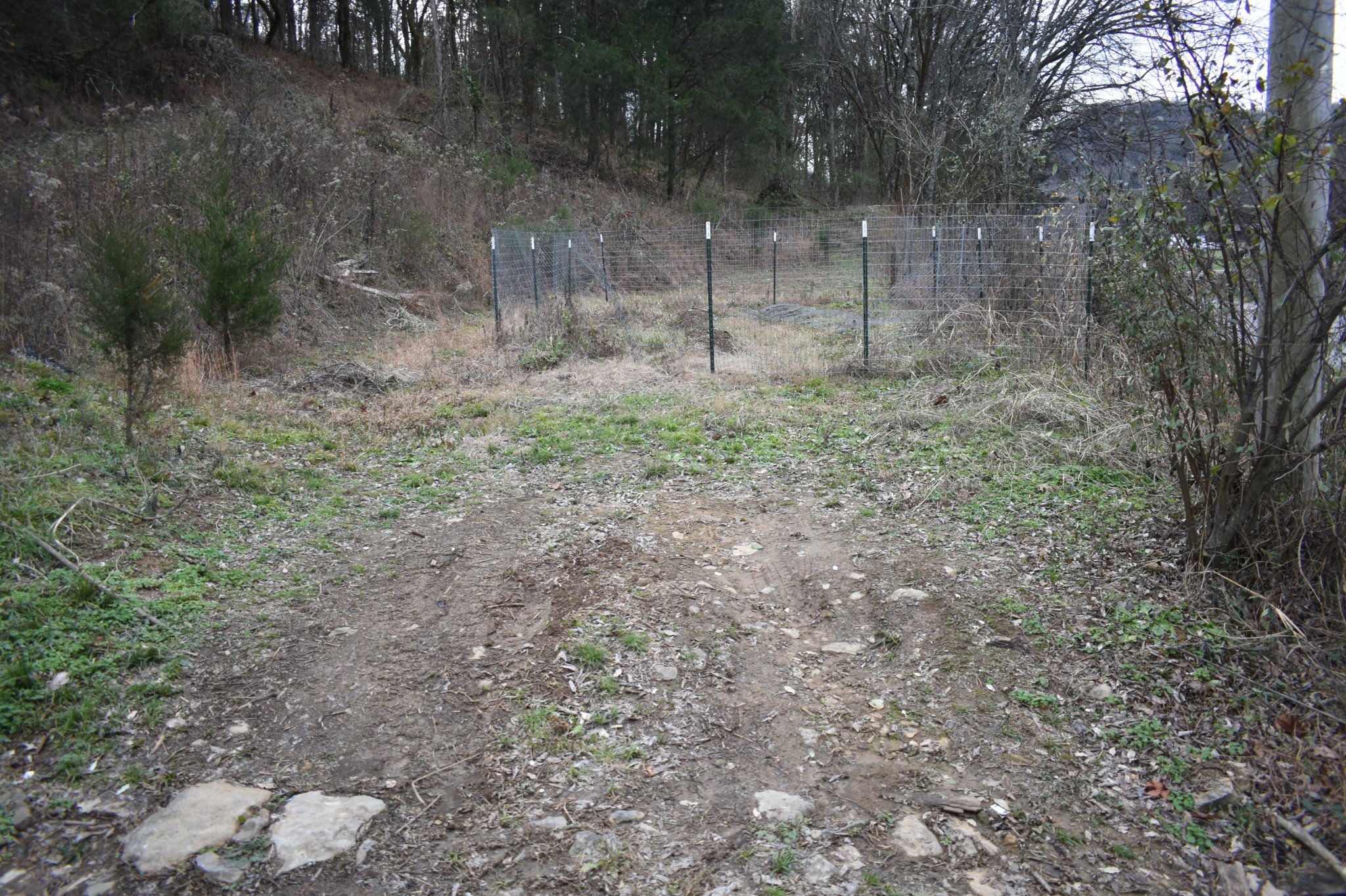 a view of a dry yard with trees