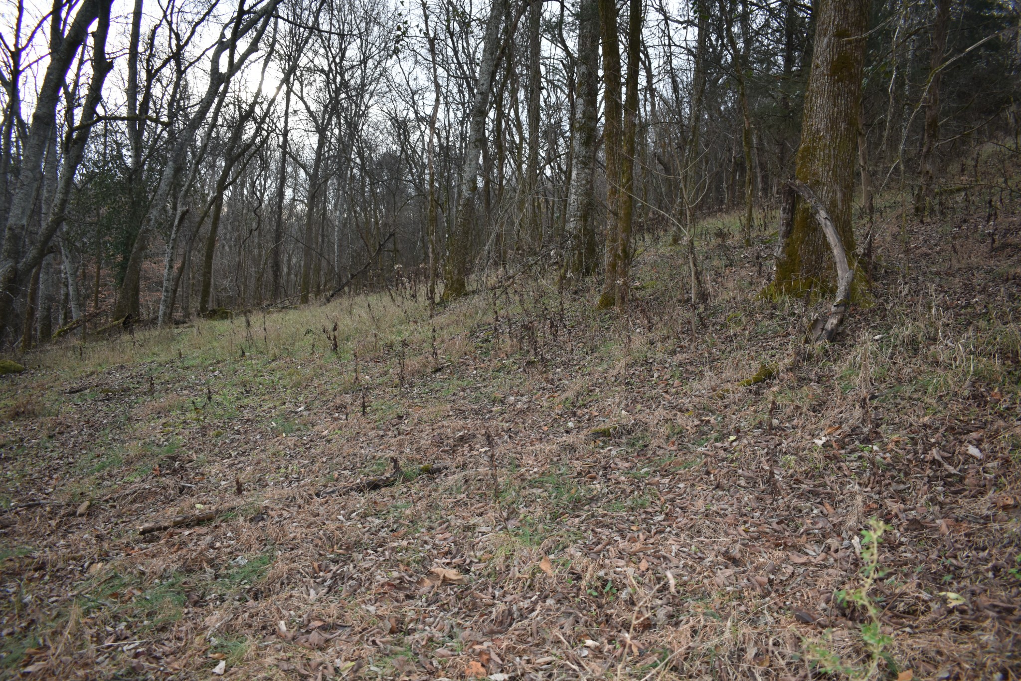 256 Maggart Road Elmwood, TN 38560 - Photo 11 of 25 a view of a dry yard with trees