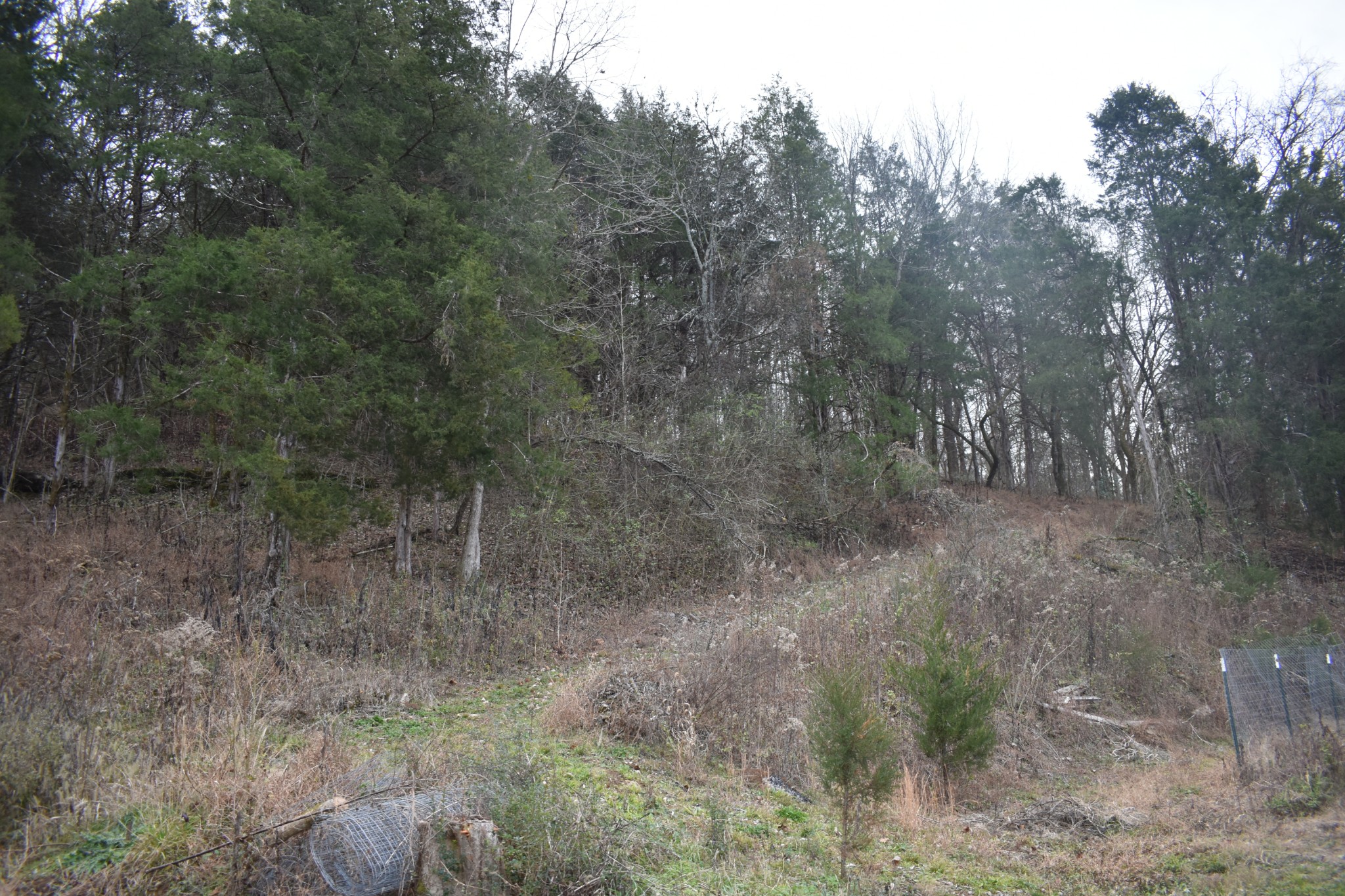 256 Maggart Road Elmwood, TN 38560 - Photo 25 of 25 a view of a forest with trees in the background